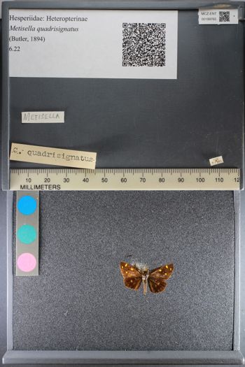 Media type: image;   Entomology 199765